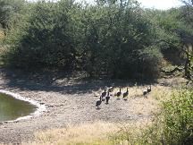 birds bird hide pan