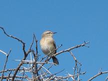 travel botswana bird safari