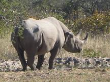 serowe-khama-rhino-sanctuary