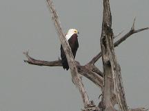 fish eagle chobe river