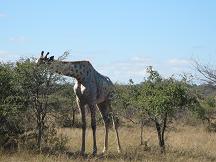 botswana attractions - khama rhino