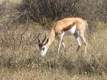 khama rhino sanctuary - springbok