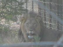 male lion tautona