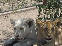 white lion tautona lodge ghanzi