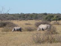 white rhino khama rhino sanctaury