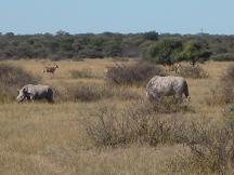 botswana tourism - rhino sanctuary