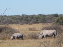 khama rhino sanctuary - serowe tourism