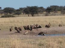 vultures - khama rhino