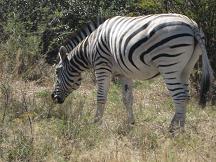 zebra - serowe 