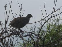bird in chobe game reserve
