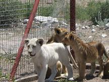 white lion at tautona game lodge